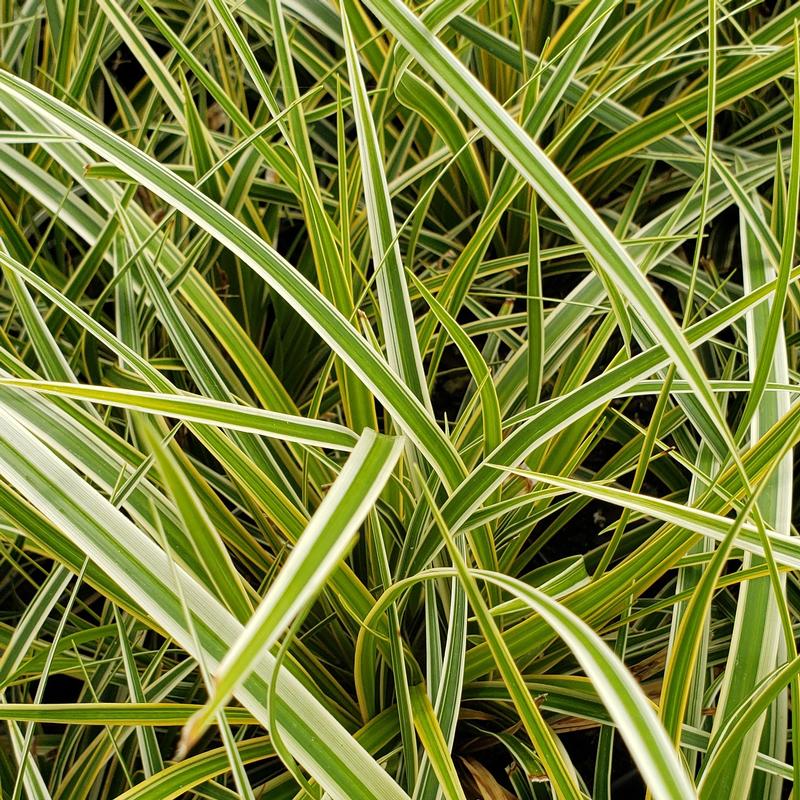 Grass: Carex oshimensis EverColor 'Everglow' - Sedge from Hillcrest Nursery