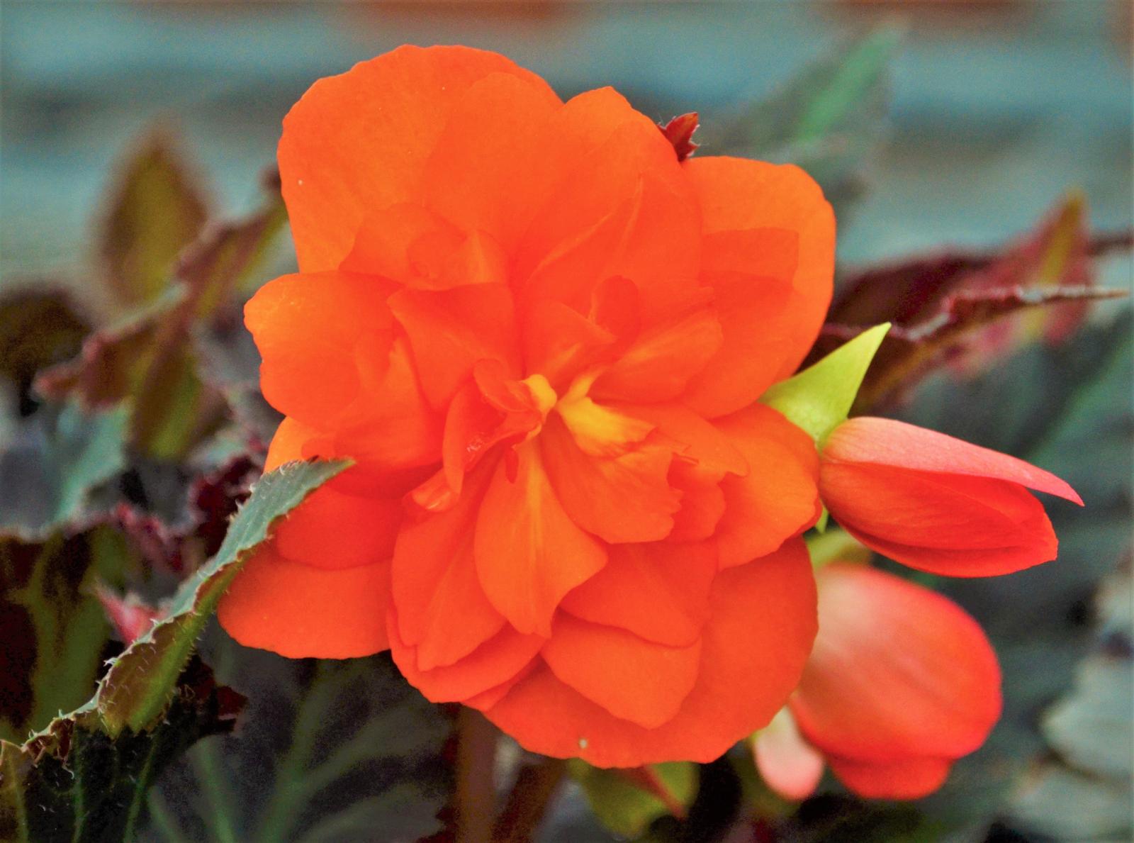 Begonia I'Conia Portofino 'Hot Orange' - Begonia from Hillcrest Nursery