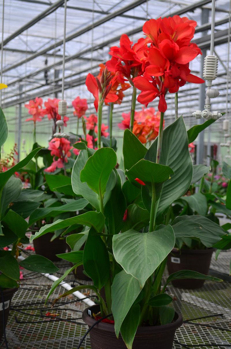 Canna x generalis Cannova 'Red Flame' - Canna Lily from Hillcrest Nursery