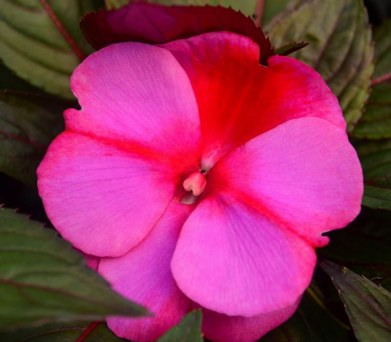 Impatiens hawkeri Clockwork 'Pink Star' - Impatiens - New Guinea from Hillcrest Nursery