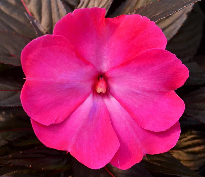 Impatiens hawkeri Clockwork 'Hot Pink Glow' - Impatiens - New Guinea from Hillcrest Nursery