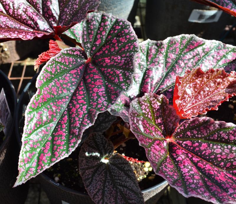 Begonia coccinea Angel Wing 'Miss Mummy' - Begonia Angel Wing from Hillcrest Nursery