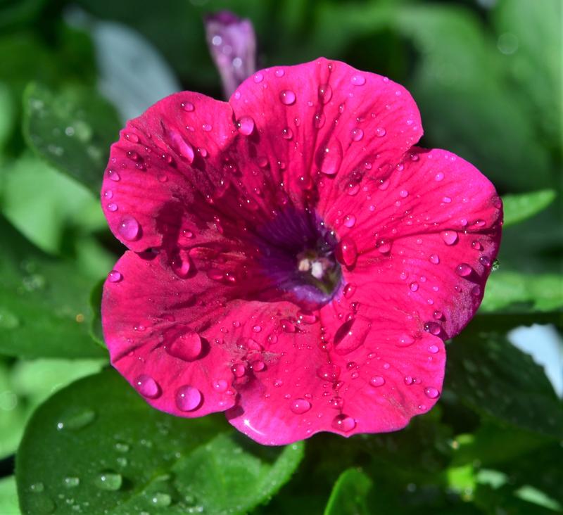 Petunia Potunia Plus 'Neon Rose' - Petunia from Hillcrest Nursery