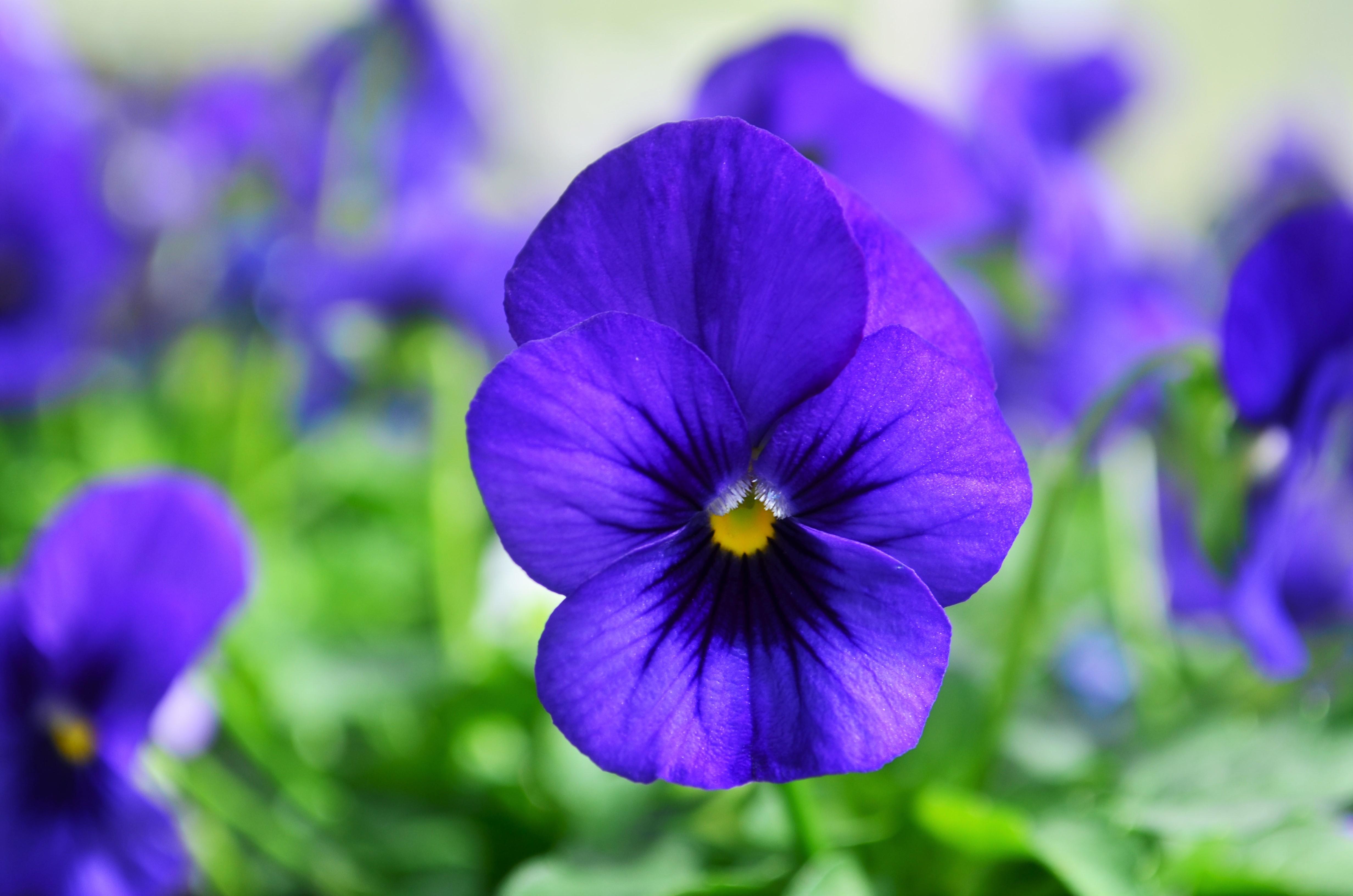 Viola cornuta Sorbet XP 'Blue Blotch' - Viola from Hillcrest Nursery