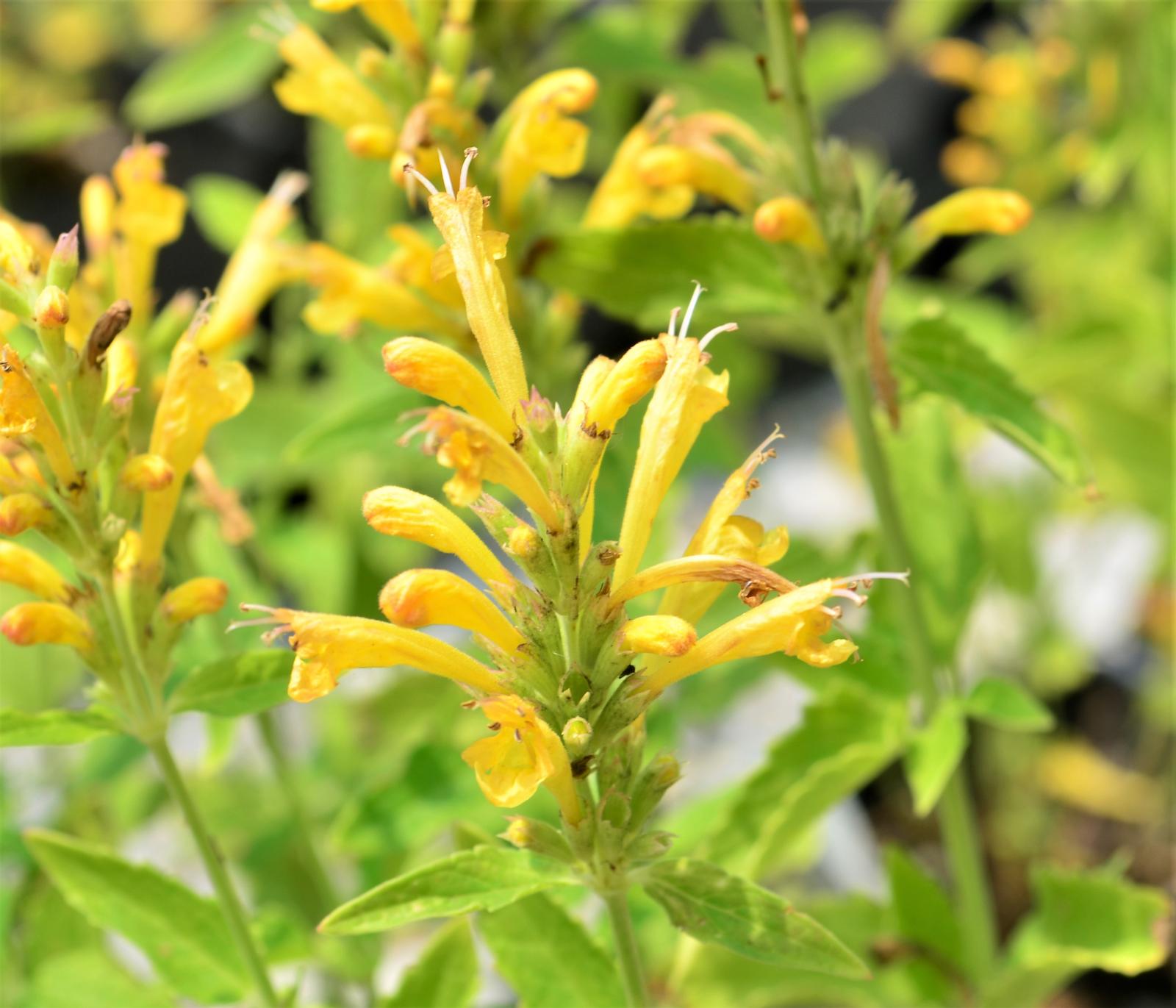 Agastache hybrida Poquito 'Butter Yellow' - Hummingbird Mint from Hillcrest Nursery
