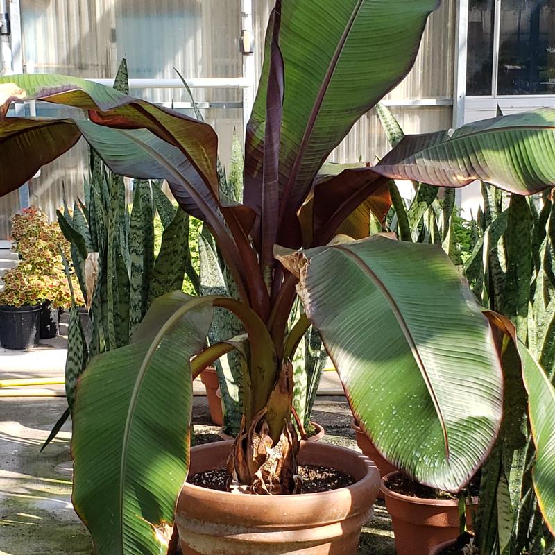 Ensete 'Ruby' - Red Banana Tree from Hillcrest Nursery