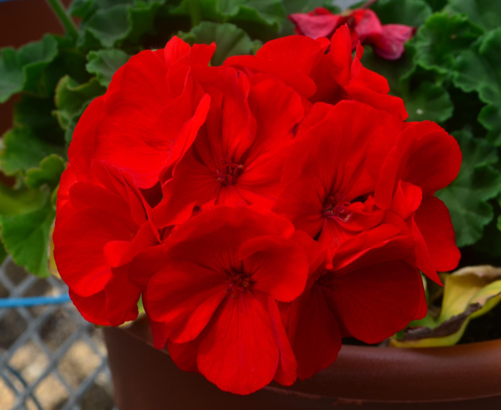 Pelargonium hortorum Dynamo 'Dark Red' - Geranium from Hillcrest Nursery