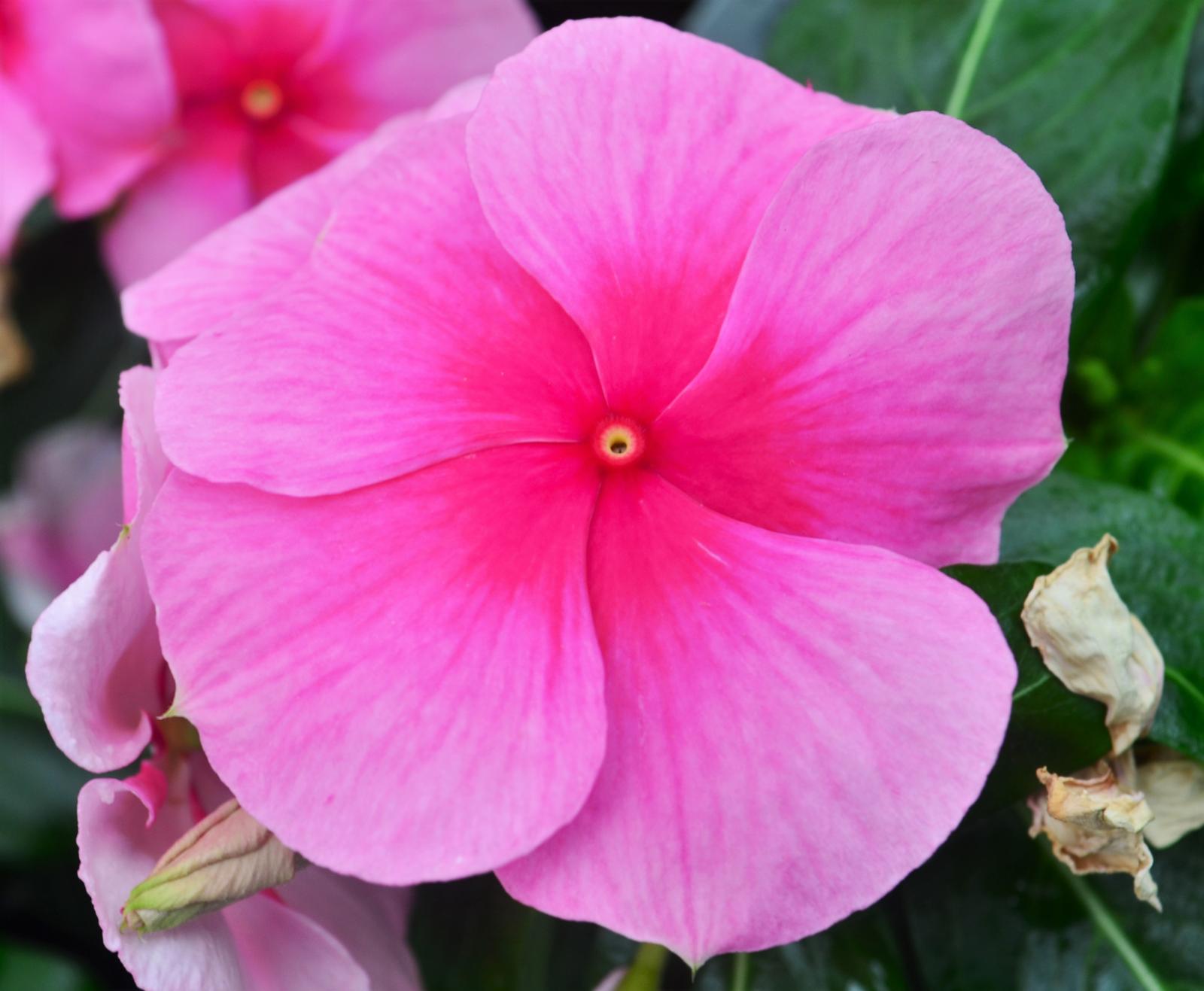 Catharanthus roseus Cora XDR 'Deep Strawberry' - Vinca from Hillcrest Nursery