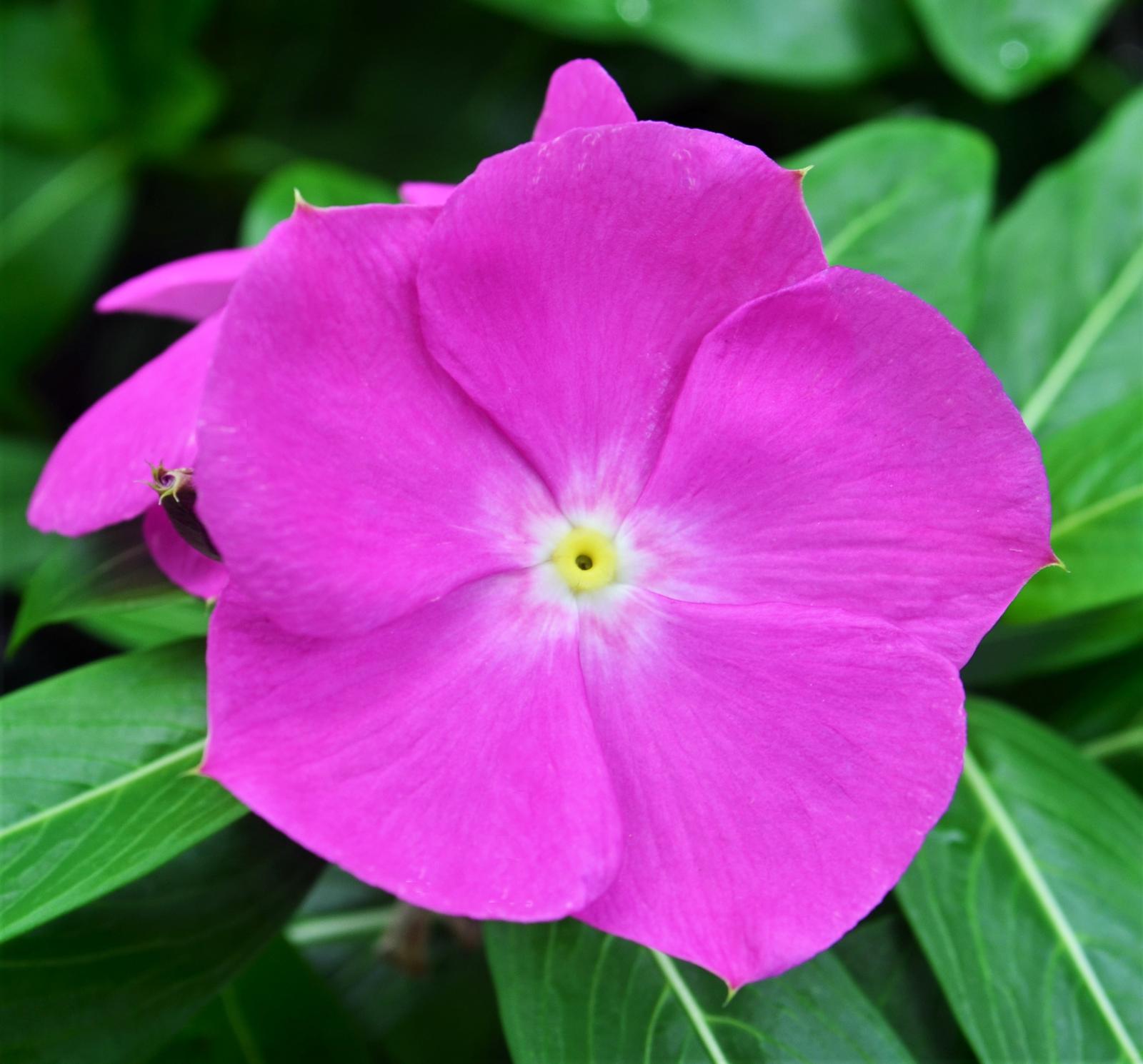Catharanthus roseus Cora XDR 'Orchid' - Vinca from Hillcrest Nursery
