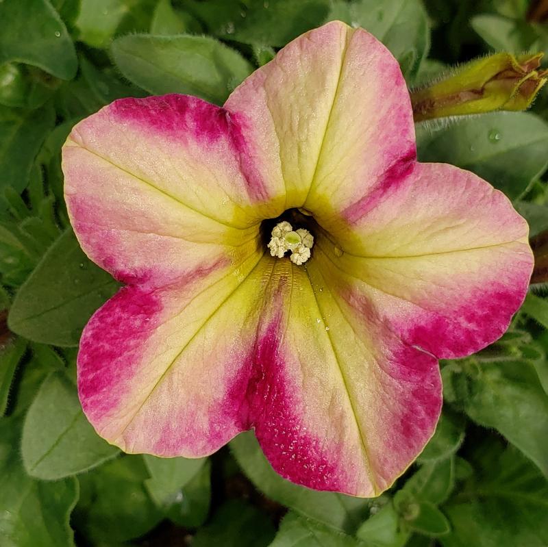 Petunia Headliner 'Rose Star' - Petunia Headliner Rose Star from Hillcrest Nursery