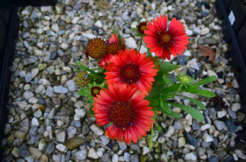 Gaillardia Spintop 'Red' - Blanket Flower from Hillcrest Nursery