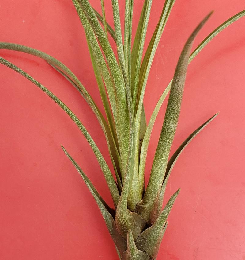Tillandsia oaxacana - from Hillcrest Nursery