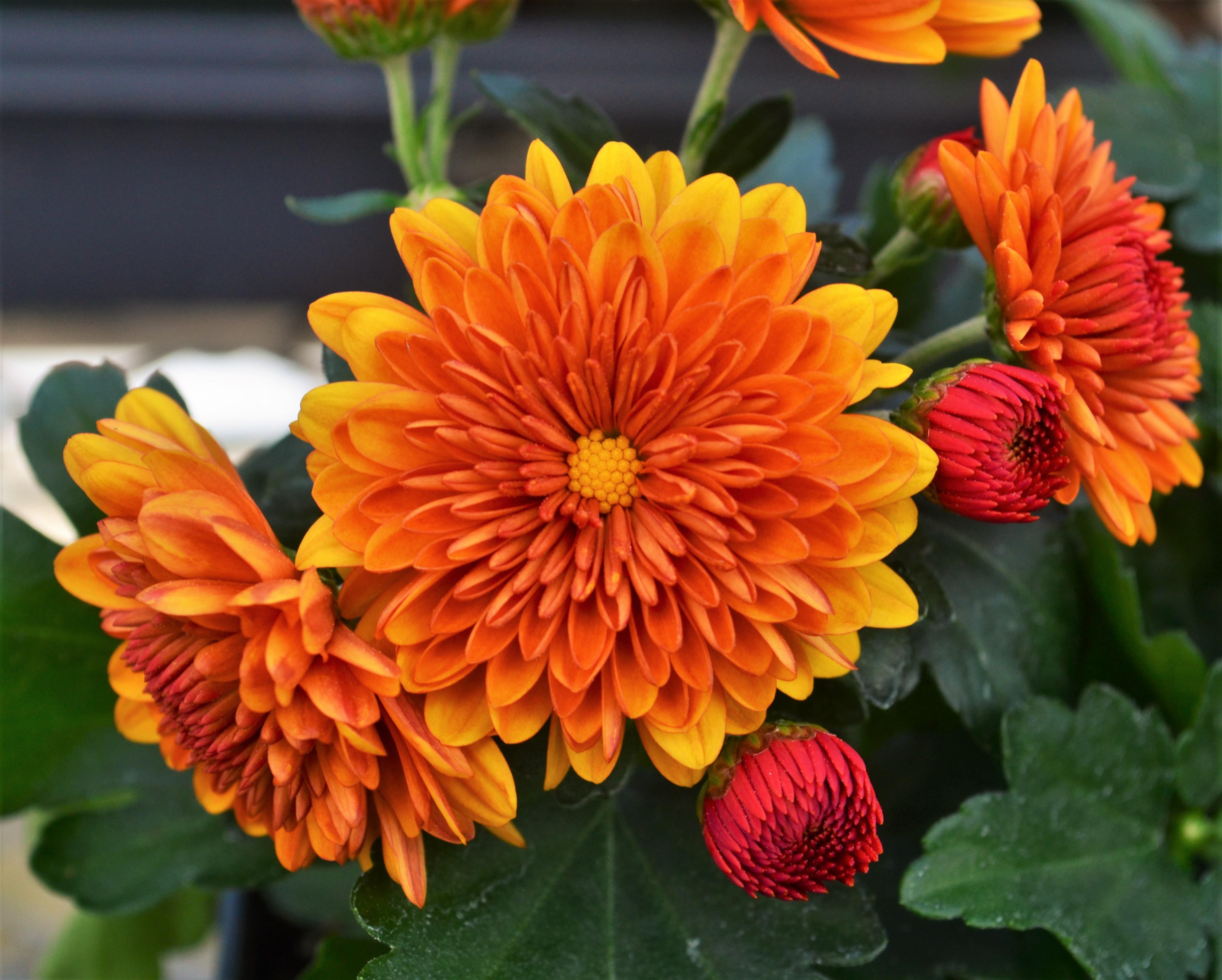 Chrysanthemum Cheryl 'Spicy Orange' - Mum from Hillcrest Nursery