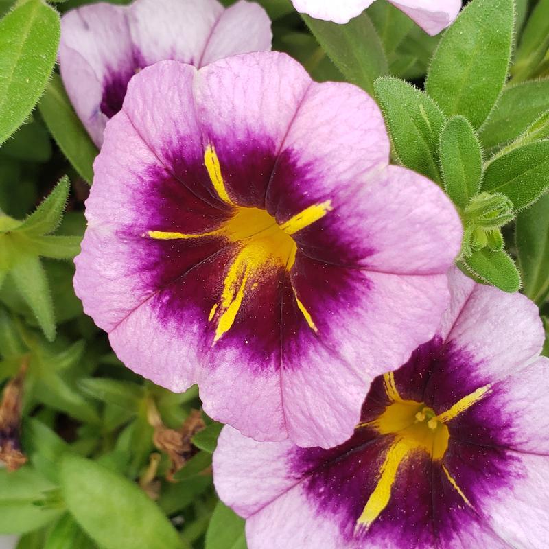 Calibrachoa TikTok 'Grape' - Calibrachoa TikTok Grape from Hillcrest Nursery