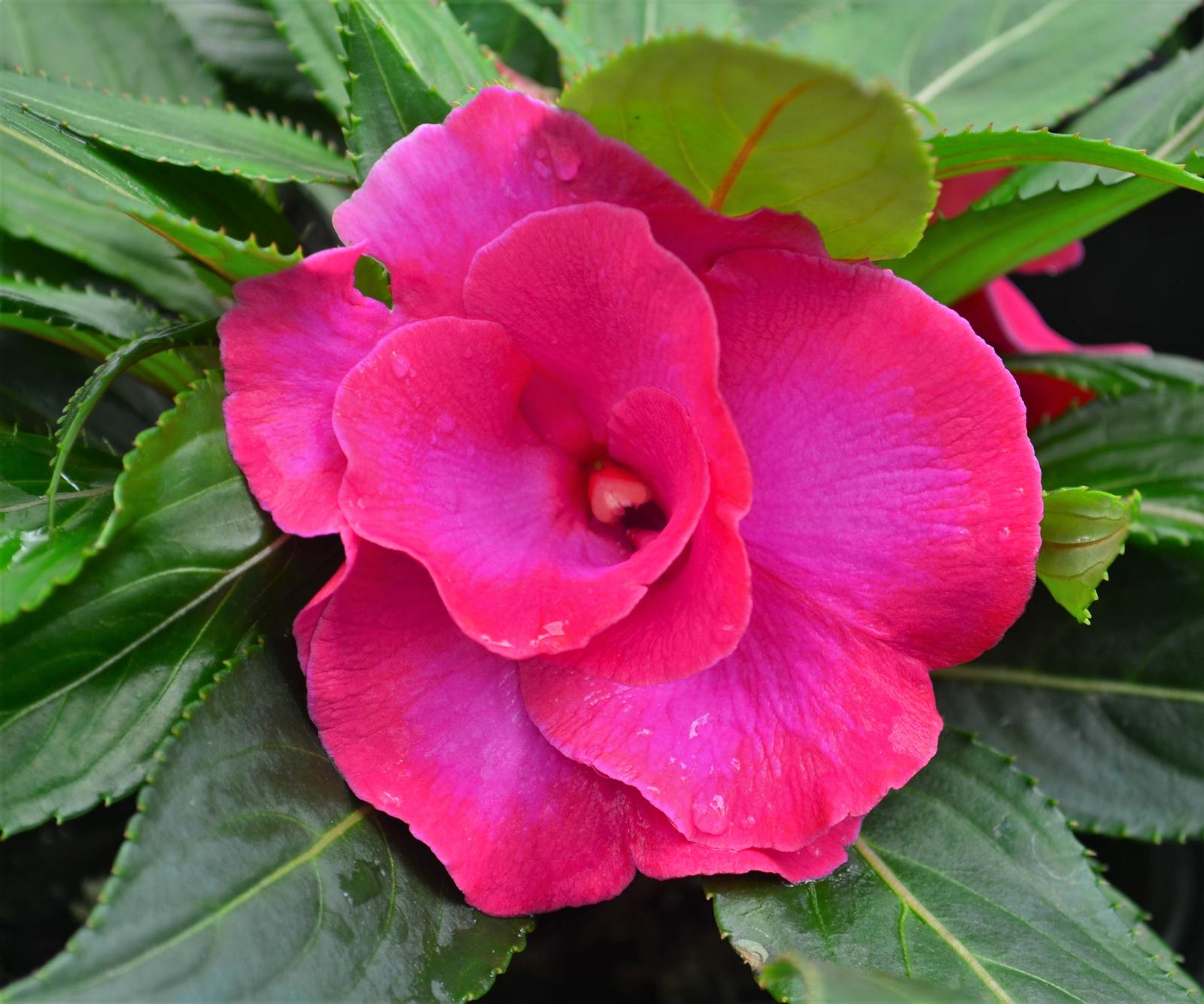 Impatiens hawkeri Roller Coaster 'Hot Pink' - Impatiens New Guinea RC Hot Pink from Hillcrest Nursery
