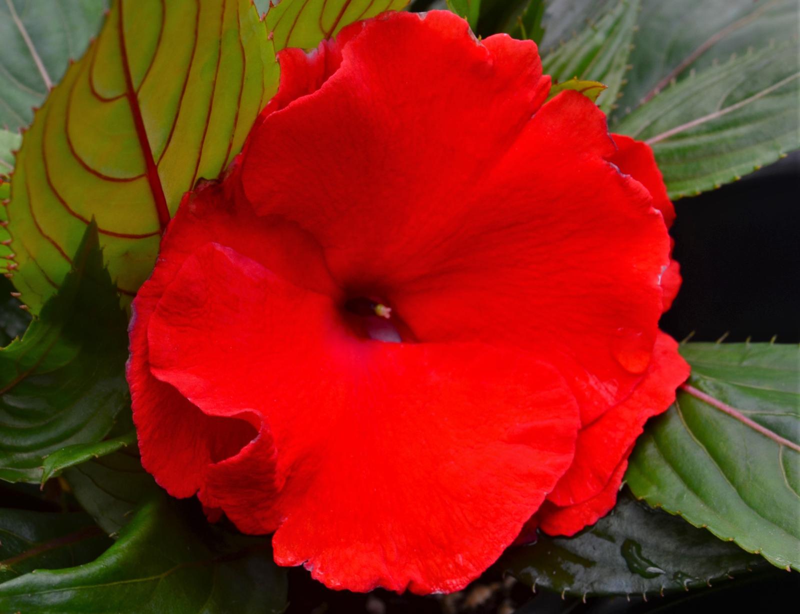 Impatiens hawkeri Roller Coaster 'Red Racer' - Impatiens New Guinea RC Red Racer from Hillcrest Nursery