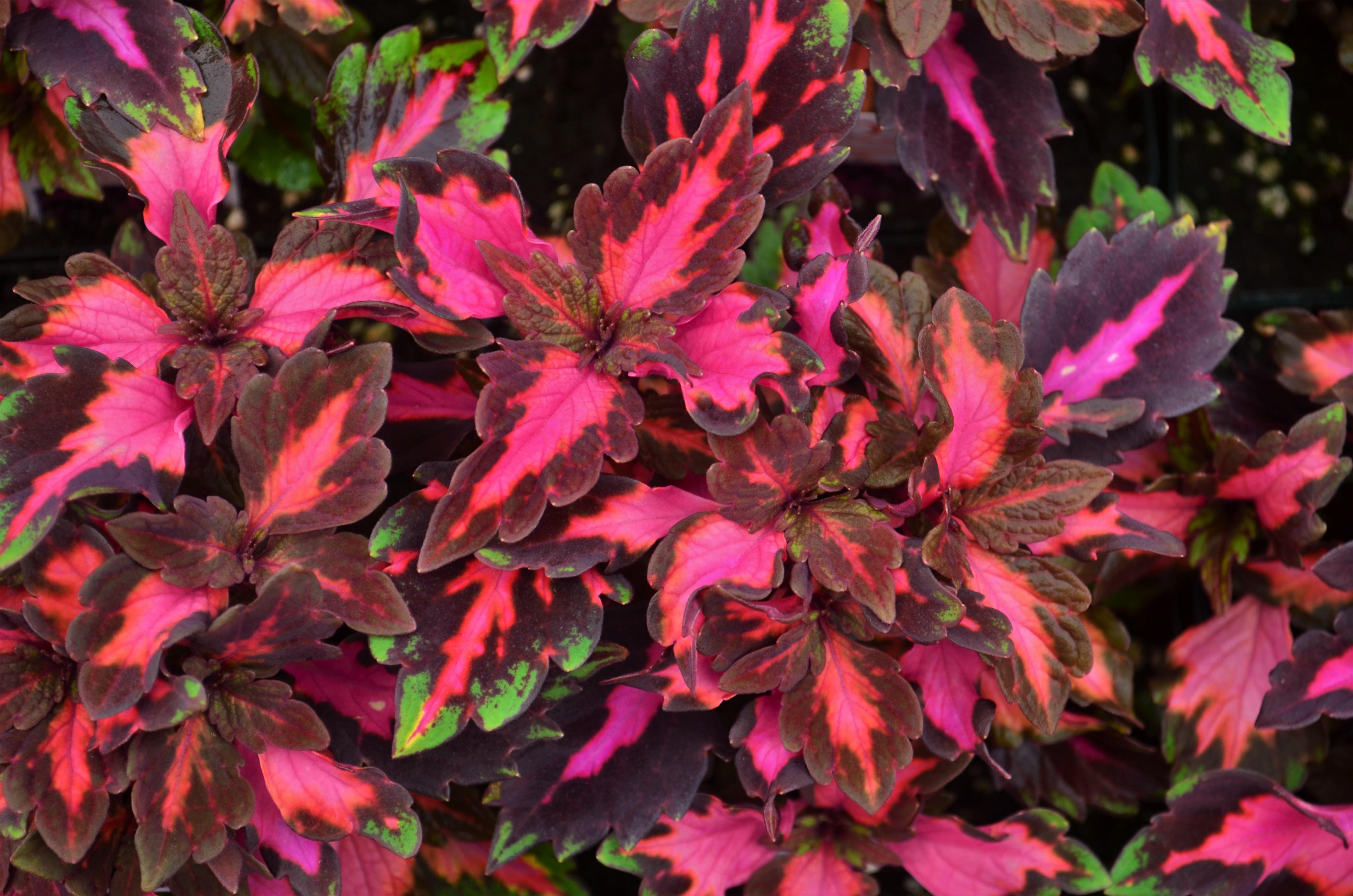 Solenostemon scuttelarioides Stained Glassworks 'Royalty' - Coleus Royalty from Hillcrest Nursery