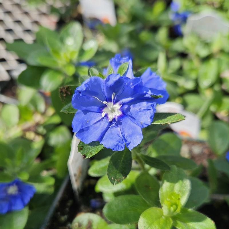 Evolvulus 'Beach Bum Blue' - Evolvulus Beach Bum Blue from Hillcrest Nursery