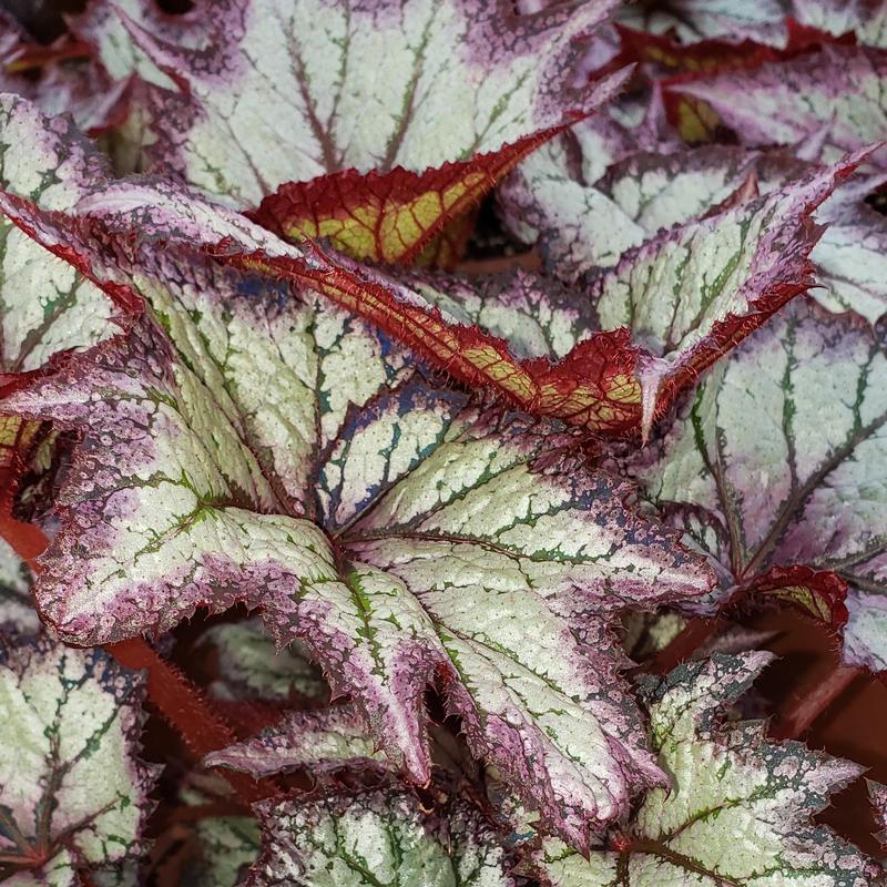 Begonia Rex Bewitched 'Lavender' - Begonia Rex Bewitched Lavender from Hillcrest Nursery