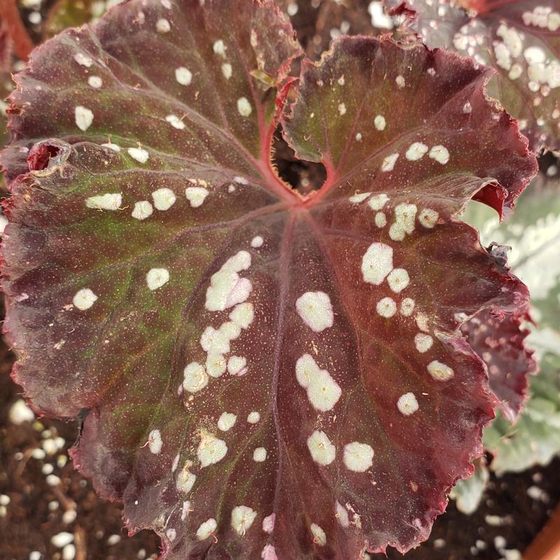 Begonia rex Curly 'Chocolate' - Begonia Rex from Hillcrest Nursery