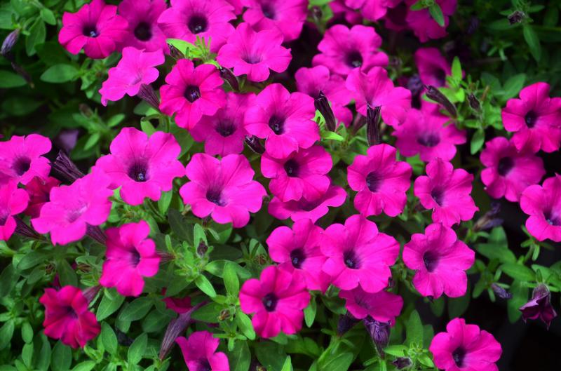 Petunia Itsy 'Magenta' - Petunia Itsy Magenta courtesy of Syngenta Flowers