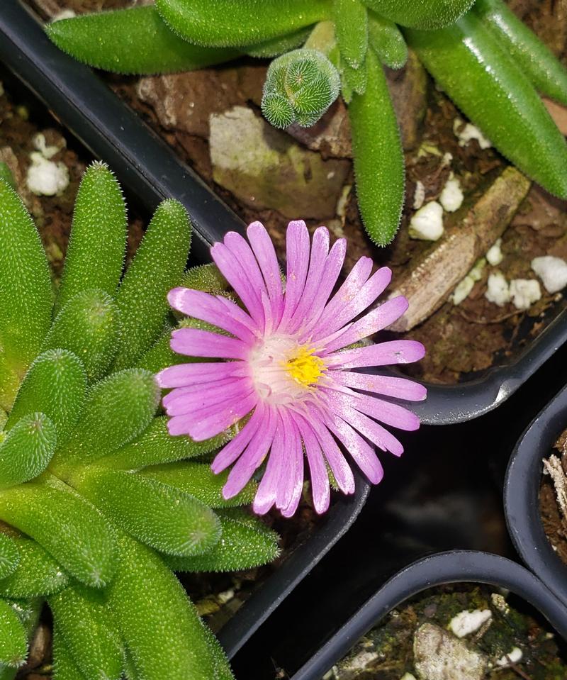 Delosperma Delmara 'Delmara Pink' - Hardy Ice Plant from Hillcrest Nursery
