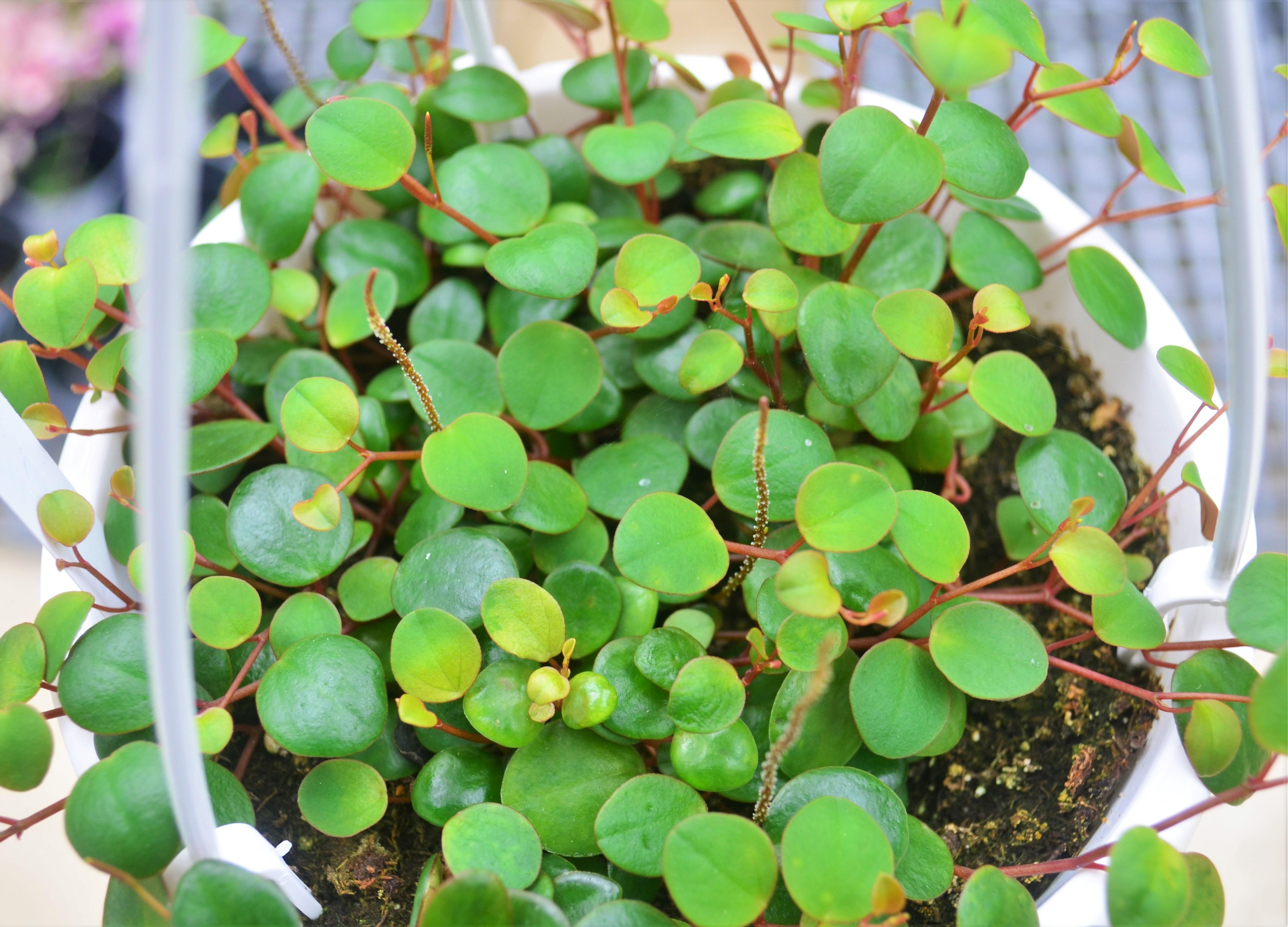 Peperomia 'Pepperspot' - Peperomia Pepperspot from Hillcrest Nursery