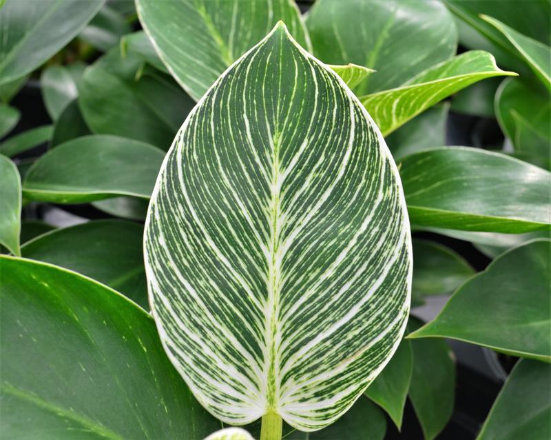Philodendron burkii - Philodendron burkii from Hillcrest Nursery
