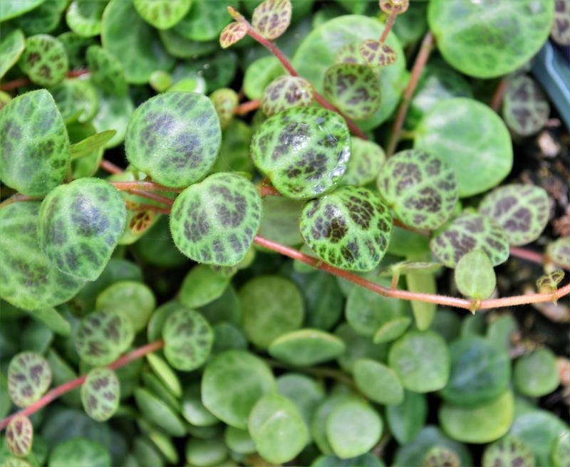 Peperomia prostrata 'String of Turtles' - Peperomia String of Turtles from Hillcrest Nursery