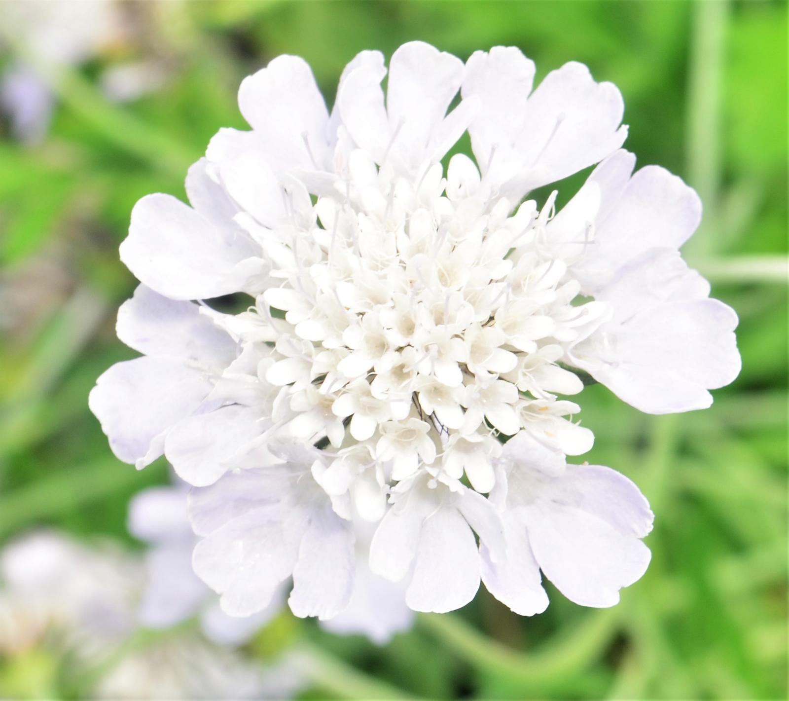 Scabiosa Giga 'Silver' - Pincushion Flower from Hillcrest Nursery