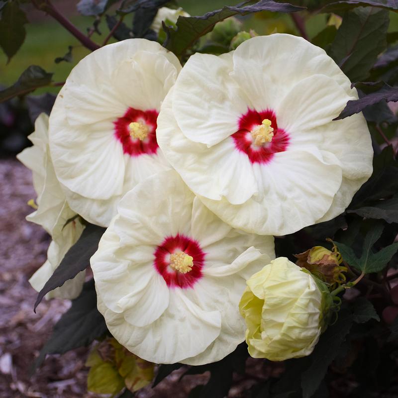 Hibiscus Summerific 'French Vanilla' - Rose Mallow from Hillcrest Nursery