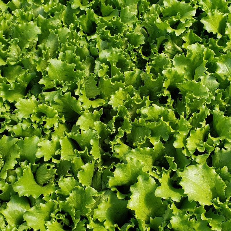 Lactuca sativa 'Great Lakes 659' - Lettuce from Hillcrest Nursery