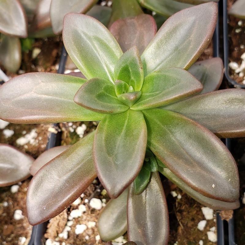 Echeveria 'compressicaulis' - Echeveria compressicaulis from Hillcrest Nursery
