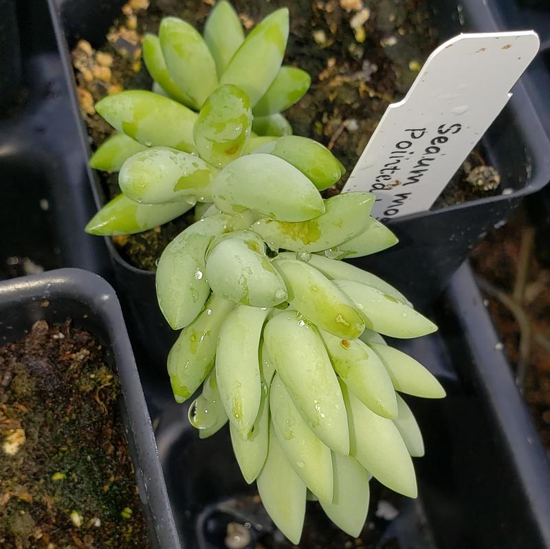 Sedum morganianum 'Pointed Leaf' - Sedum Pointed Leaf from Hillcrest Nursery