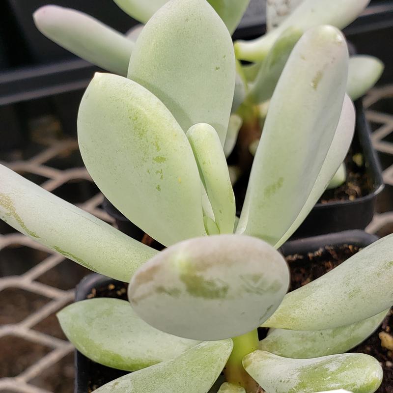 Pachyphytum glutinicaule - Pachyphytum glutinicaule from Hillcrest Nursery