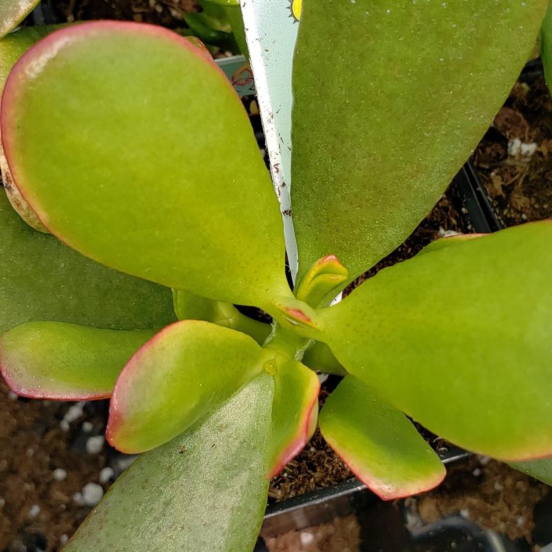 Crassula ovata 'Sunshine' - Crassula ovata Sunshine from Hillcrest Nursery