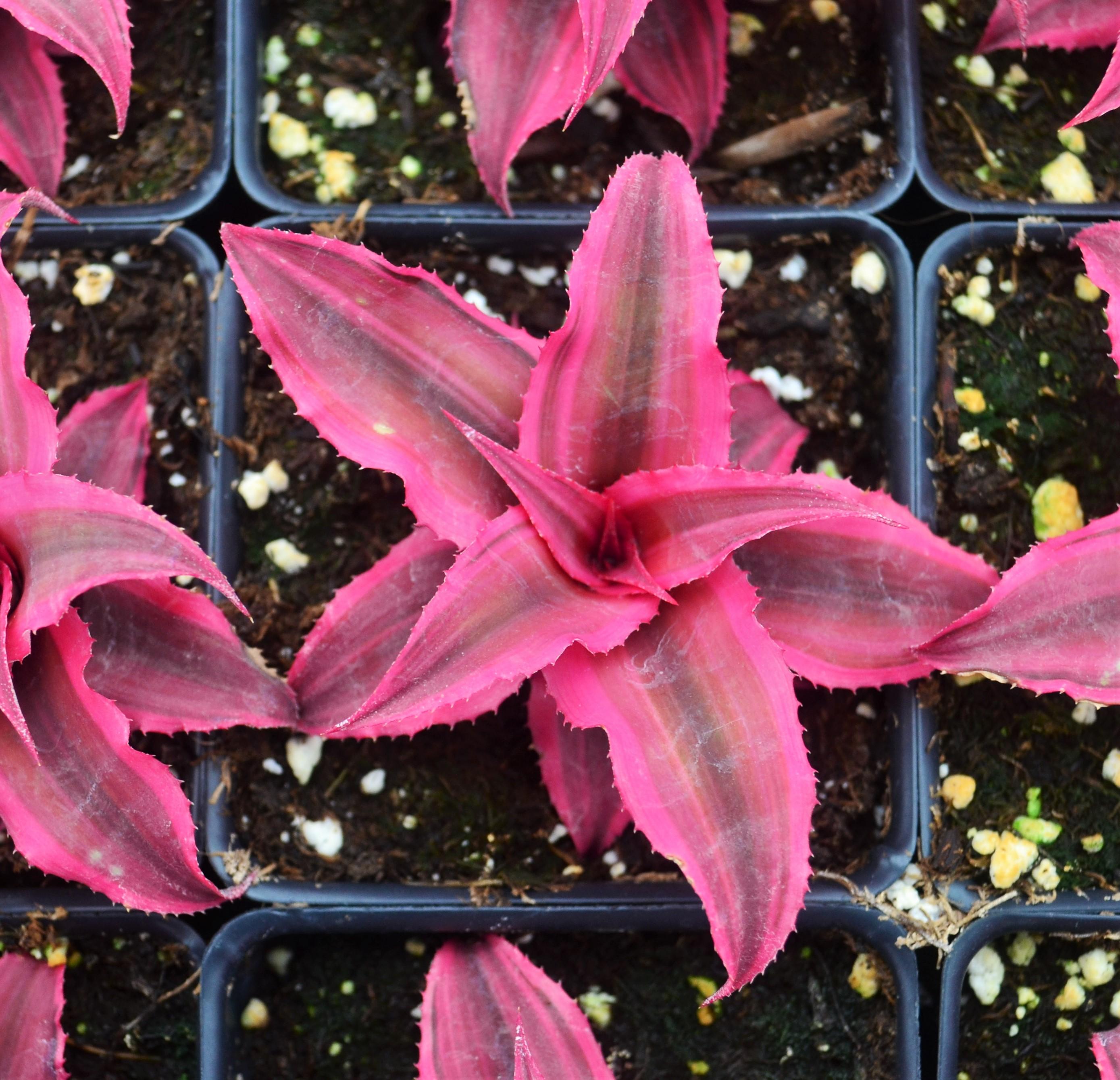 Cryptanthus 'Rubin Star' - Cryptanthus Rubin Star from Hillcrest Nursery