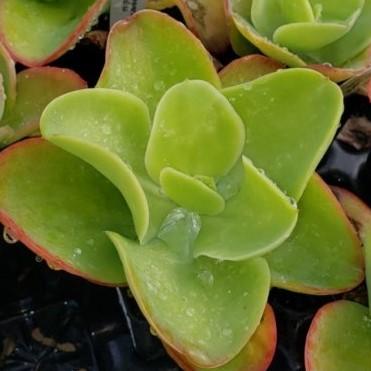 Echeveria 'pallida' - Echeveria pallida from Hillcrest Nursery