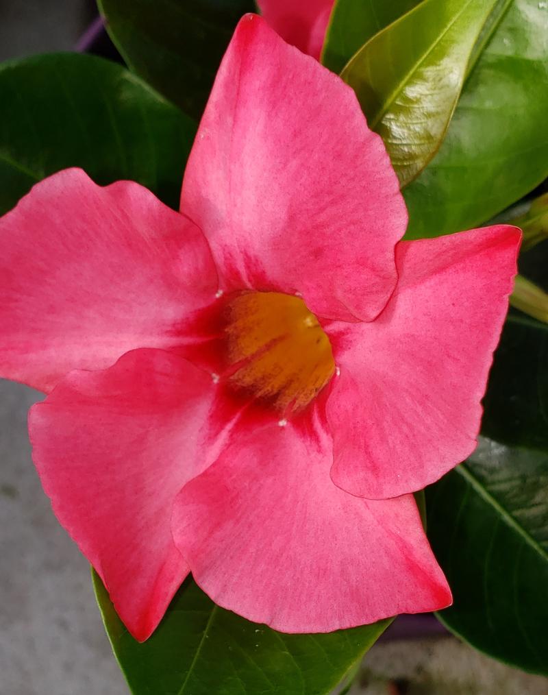 Dipladenia Madinia 'Coral Pink' - Dipladenia Coral Pink from Hillcrest Nursery