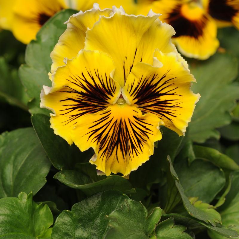 Viola wittrockiana Frizzle Sizzle 'Yellow' - Pansy Frizzle Sizzle Yellow 
