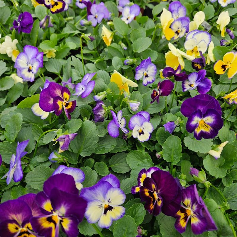 Viola cornuta ColorMax 'Lemonberry Pie' - Viola from Hillcrest Nursery