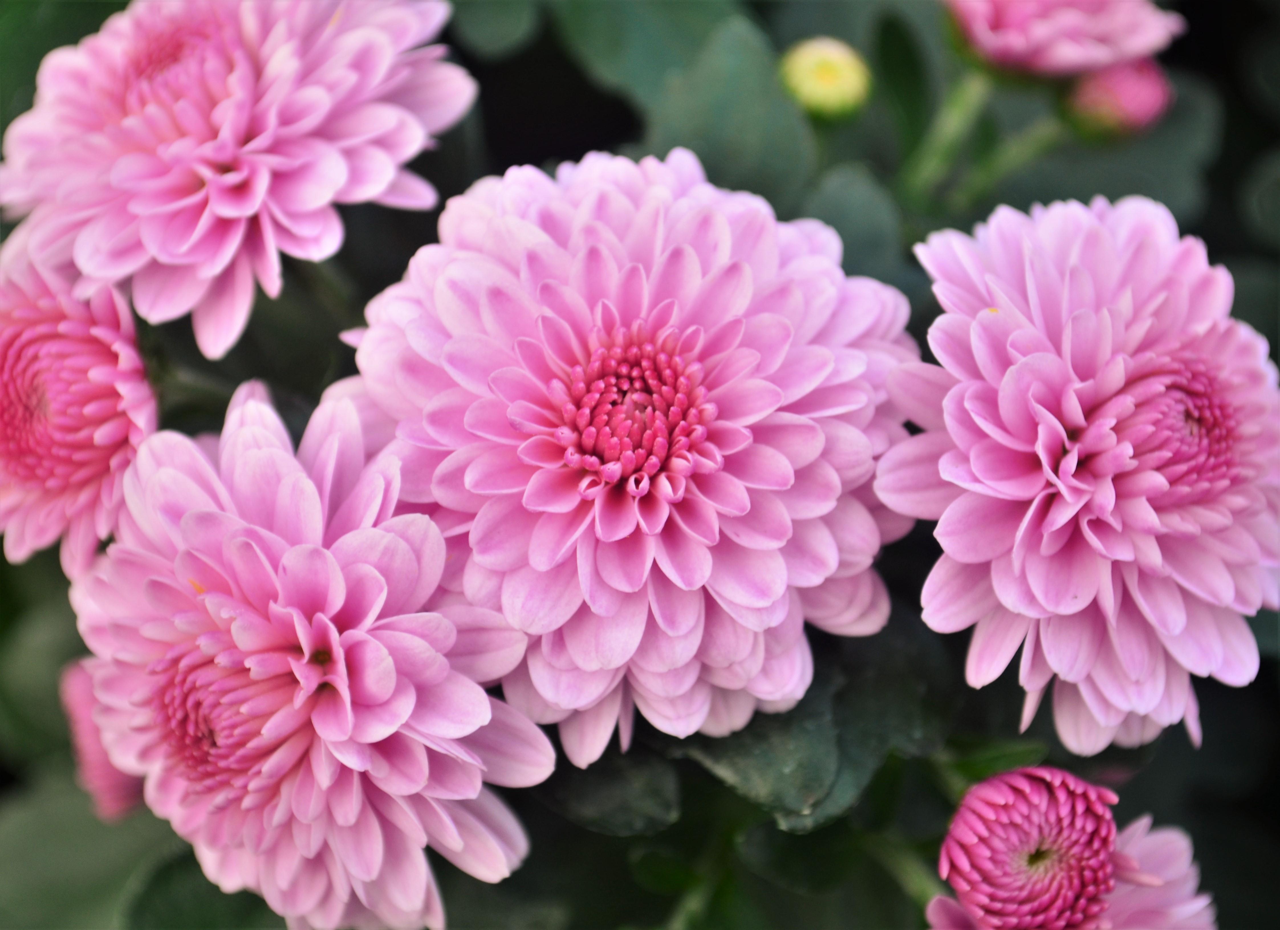 Chrysanthemum Cheryl 'Pink' - Mum from Hillcrest Nursery