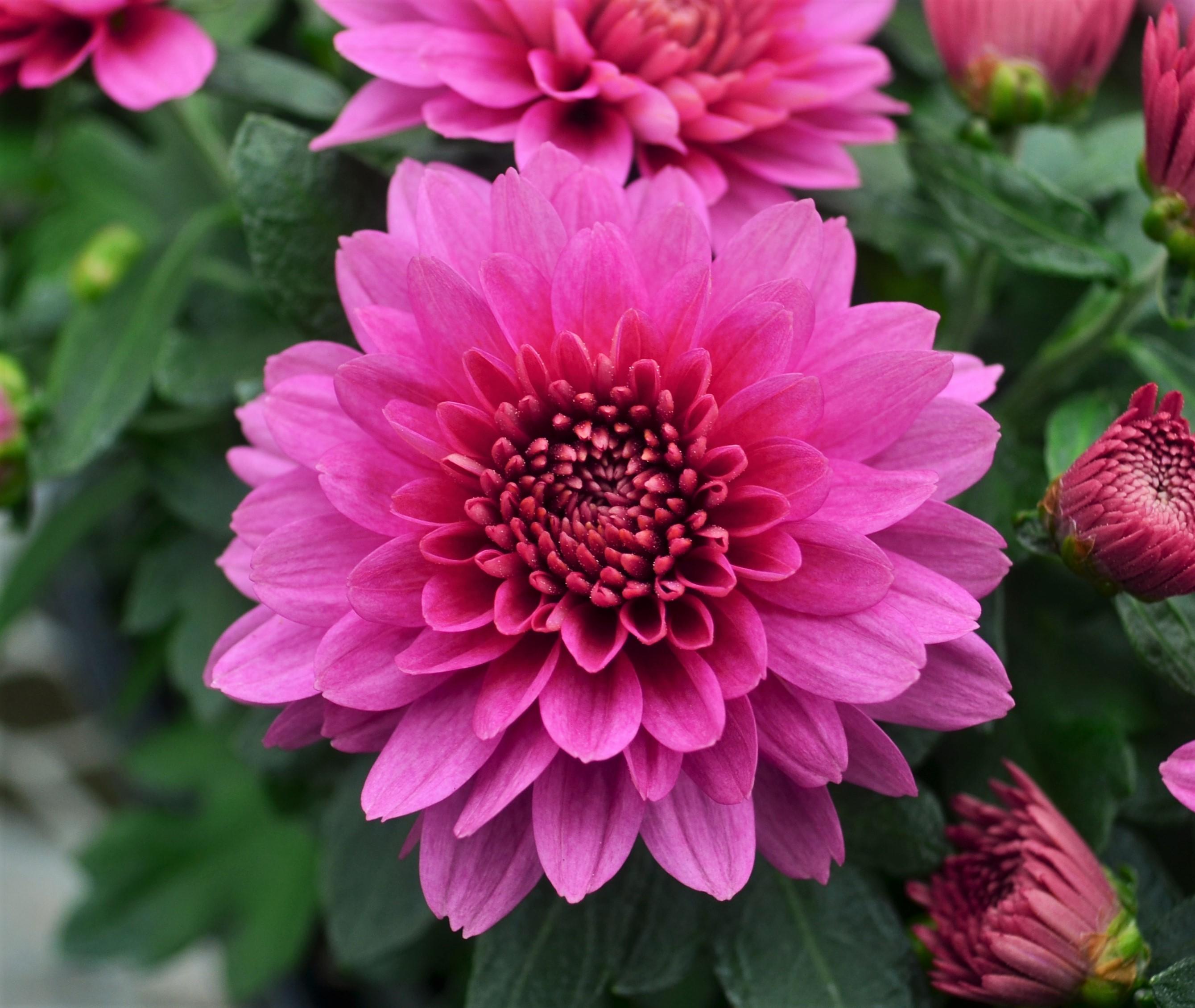 Chrysanthemum Fonti 'Dark Pink' - Mum from Hillcrest Nursery