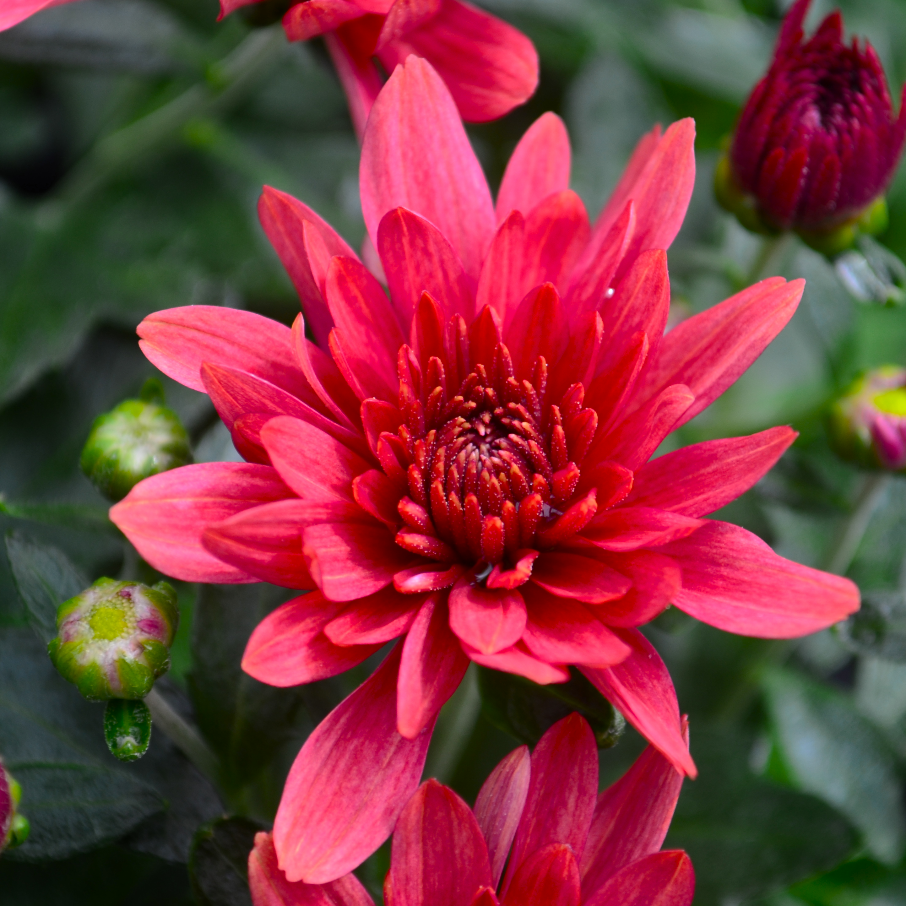 Chrysanthemum Fonti 'Red' - Mum from Hillcrest Nursery