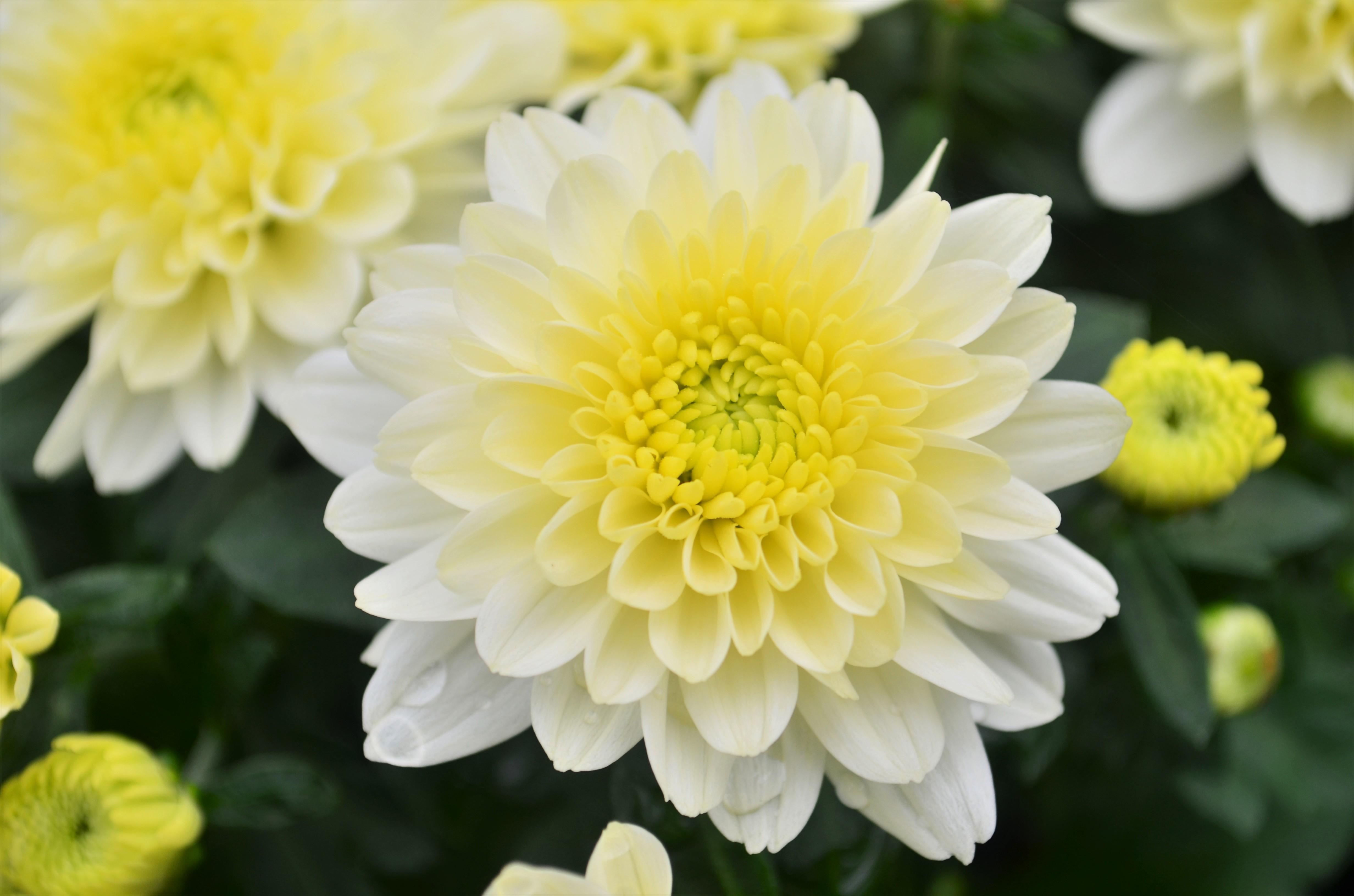 Chrysanthemum Fonti 'White' - Mum from Hillcrest Nursery