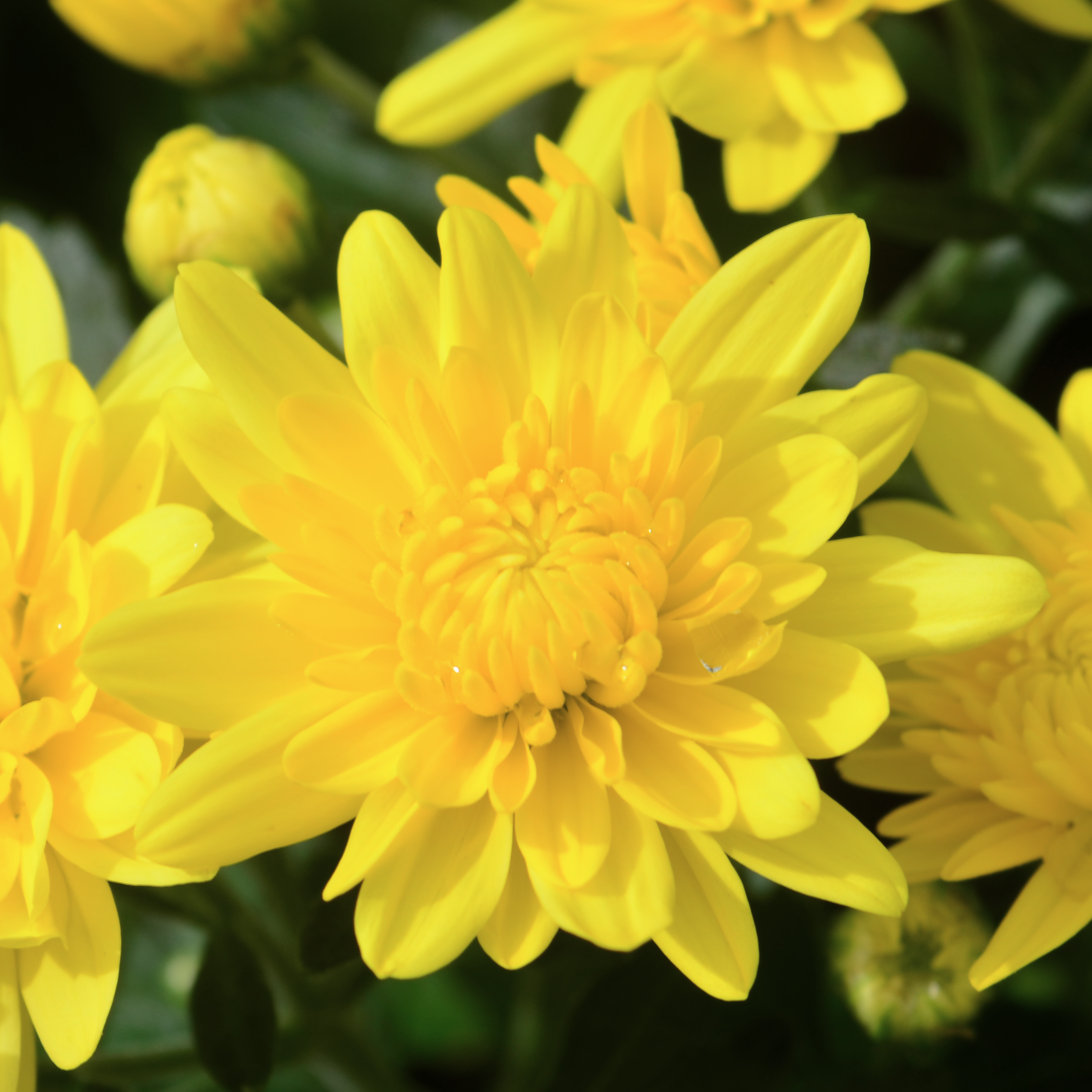 Chrysanthemum Fonti 'Yellow' - Mum from Hillcrest Nursery