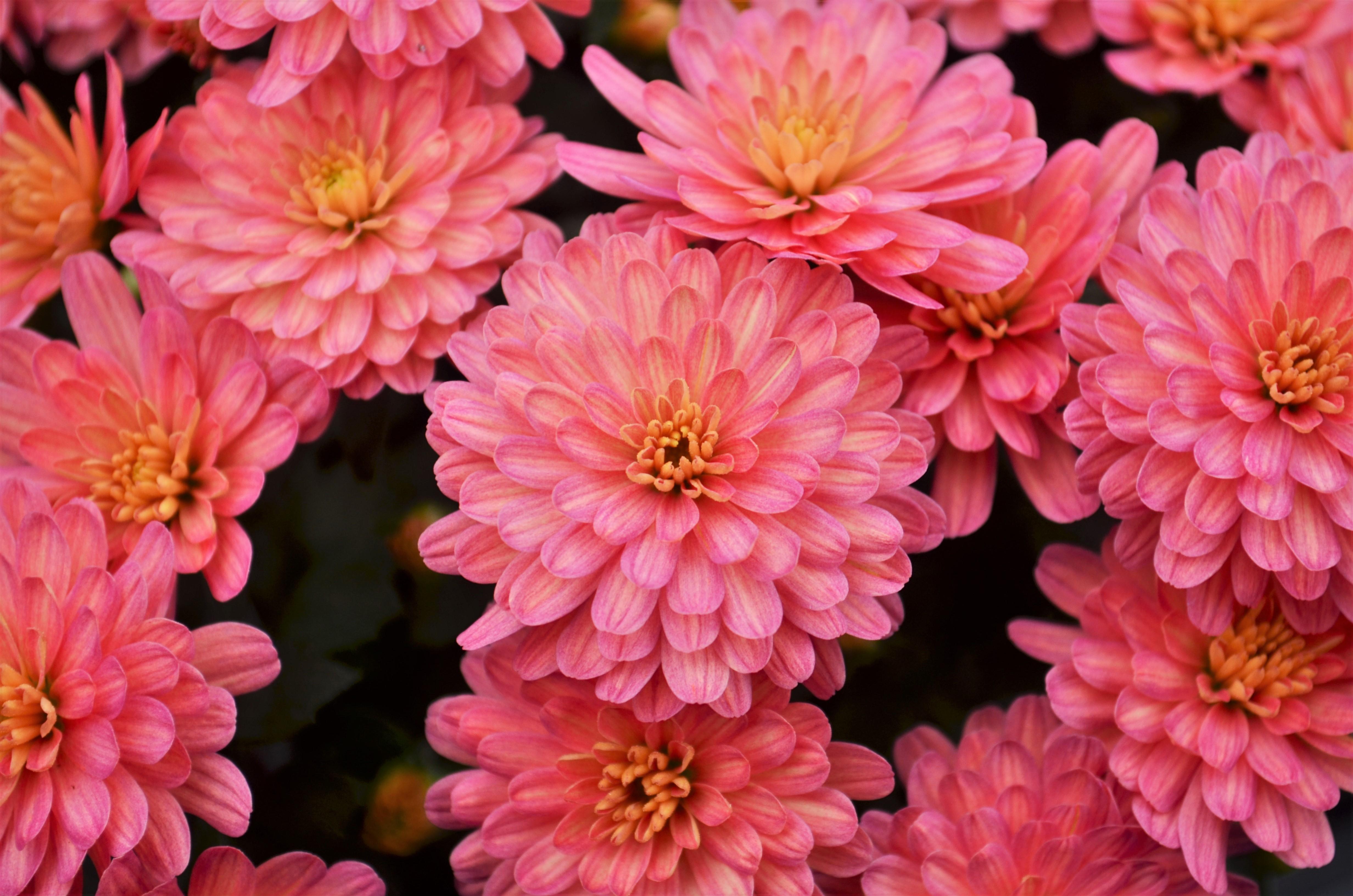 Chrysanthemum Jacqueline 'Peach' - Mum from Hillcrest Nursery
