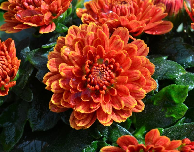 Chrysanthemum Rhonda 'Bronze' - Mum from Hillcrest Nursery