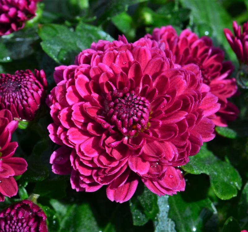 Chrysanthemum Rhonda 'Purple' - Mum from Hillcrest Nursery