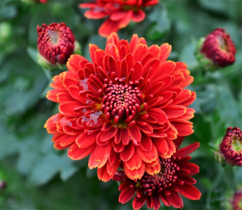 Chrysanthemum Rhonda 'Red' - Mum from Hillcrest Nursery